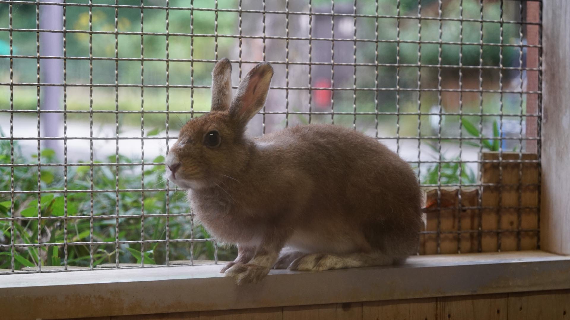 ニホンノウサギ