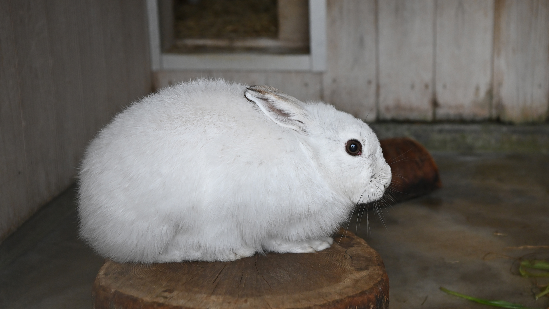 ニホンノウサギ