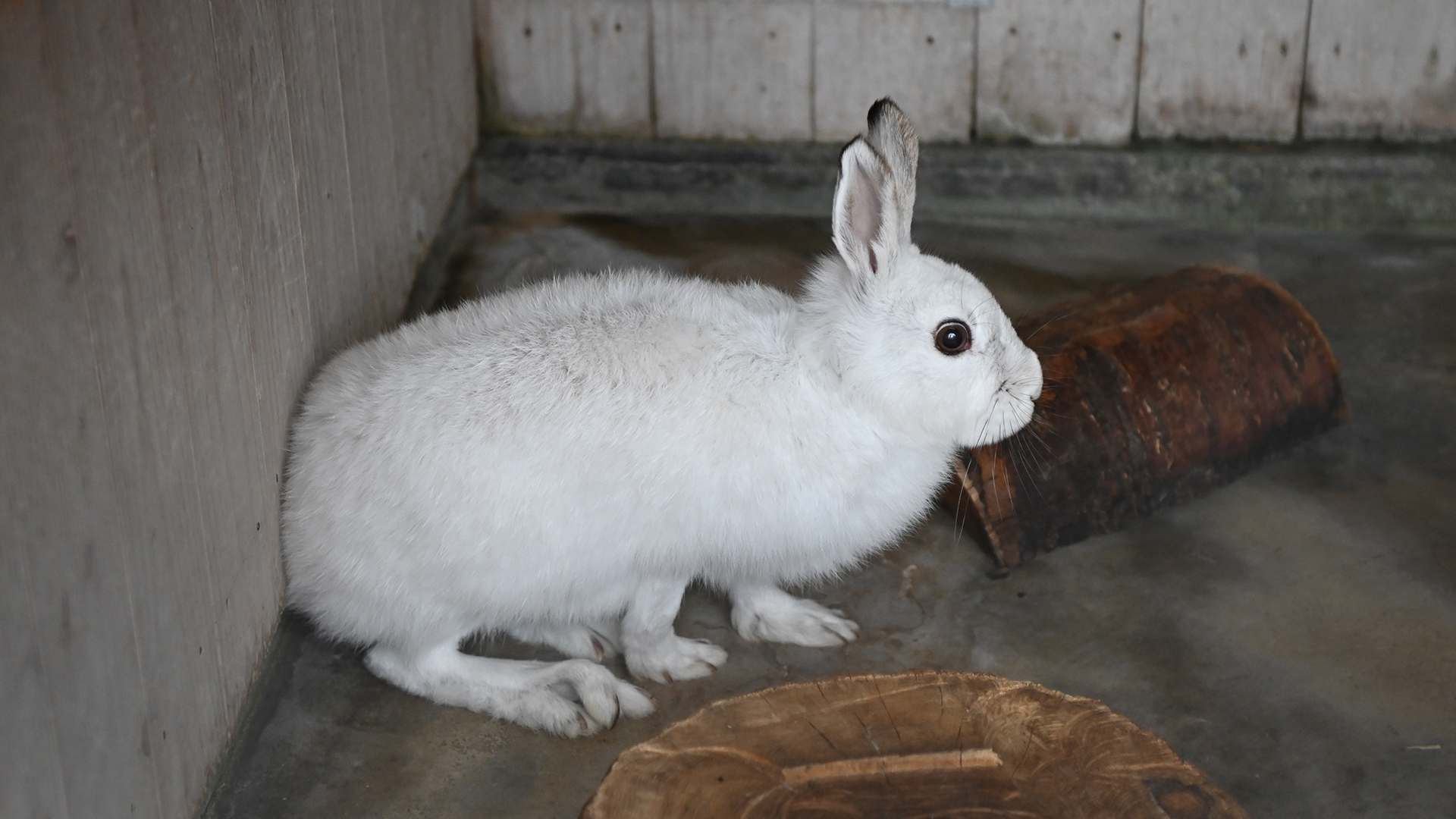 ニホンノウサギ