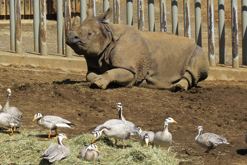 インドサイとインドガンの同居