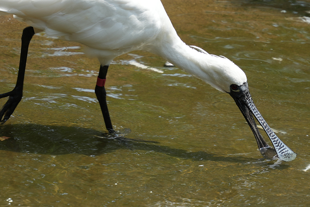 クロツラヘラサギの採食行動