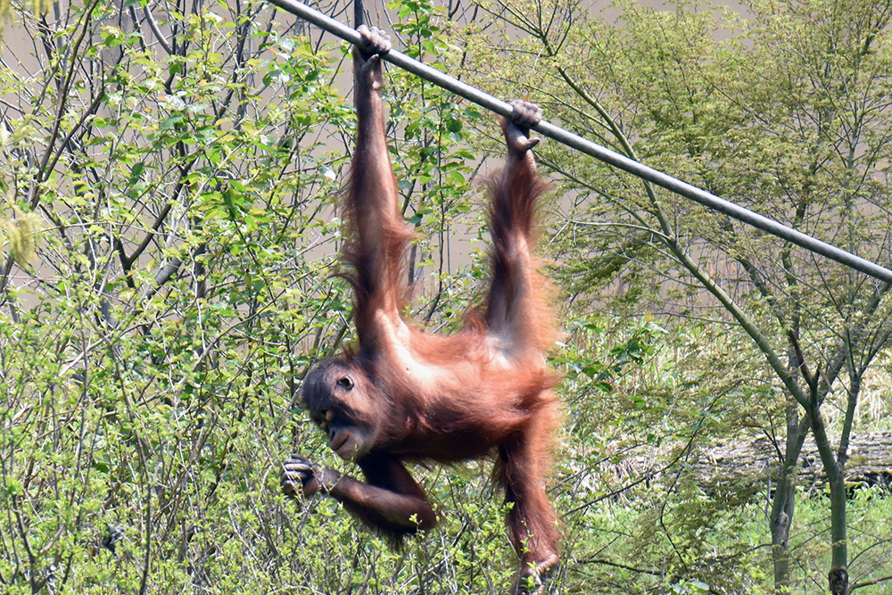 ボルネオオランウータンの長い腕