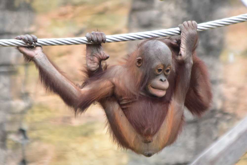 ボルネオオランウータンの柔軟な体