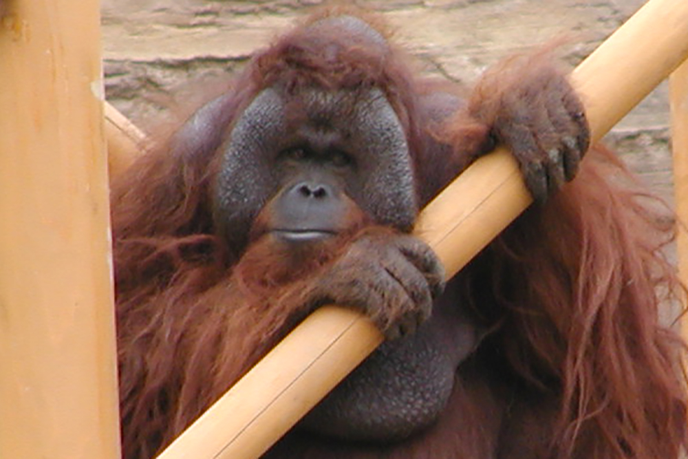 ボルネオオランウータンのおとなのオス