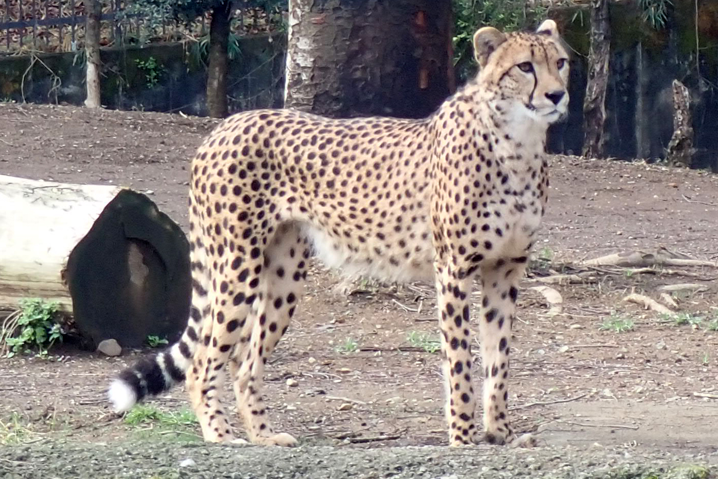 チーターの体の模様