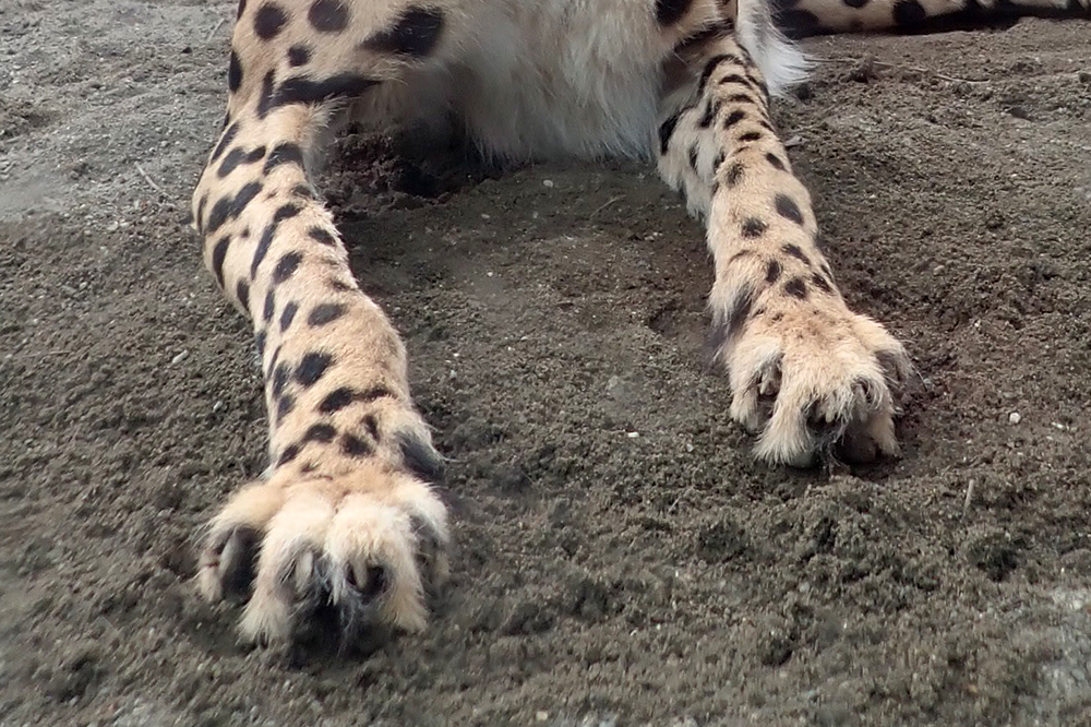 チーターの爪