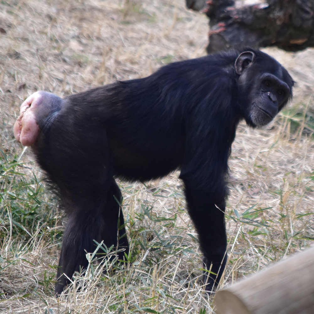 チンパンジーの大人のメスの特徴