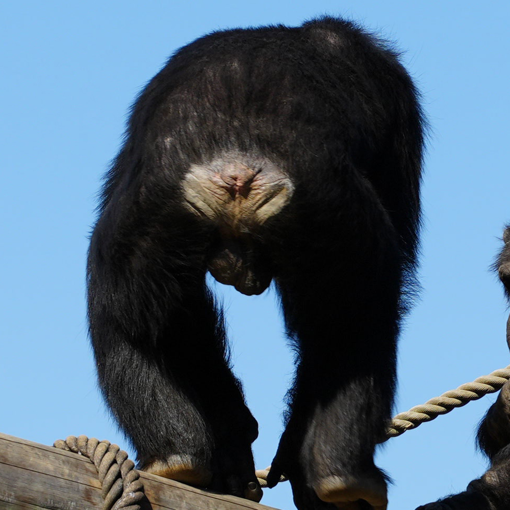 チンパンジーのおとなのオスの特徴