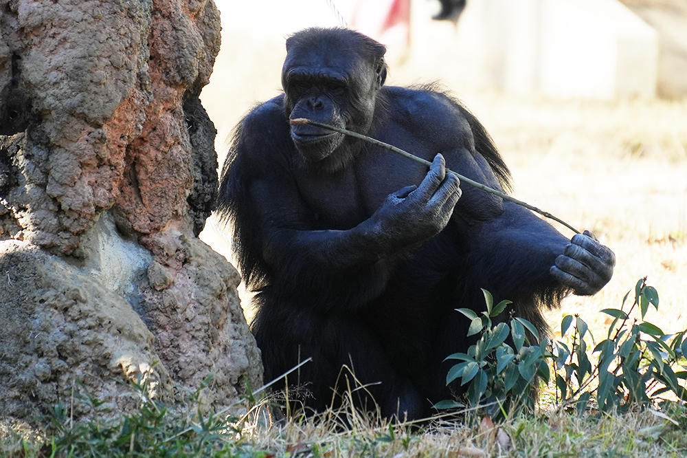 チンパンジーの道具使用と文化