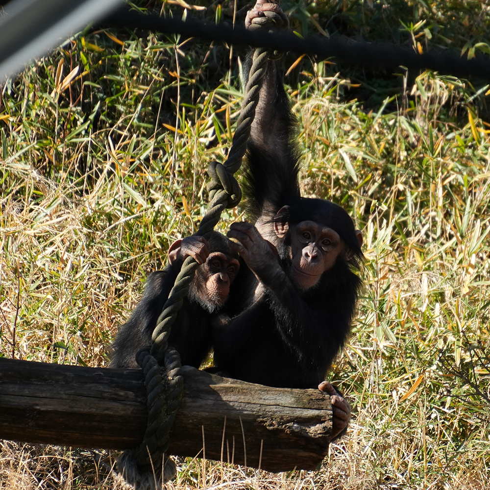 チンパンジーのこどもの特徴