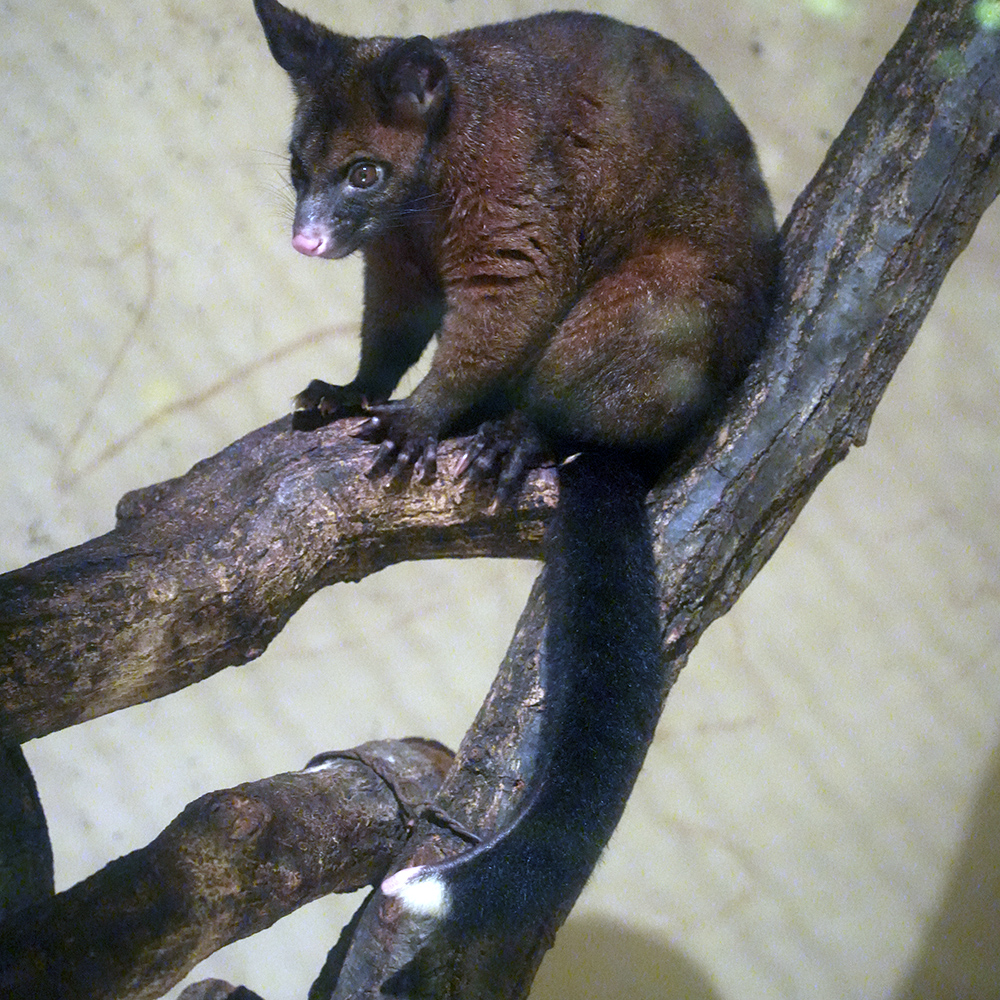 フクロギツネの尾