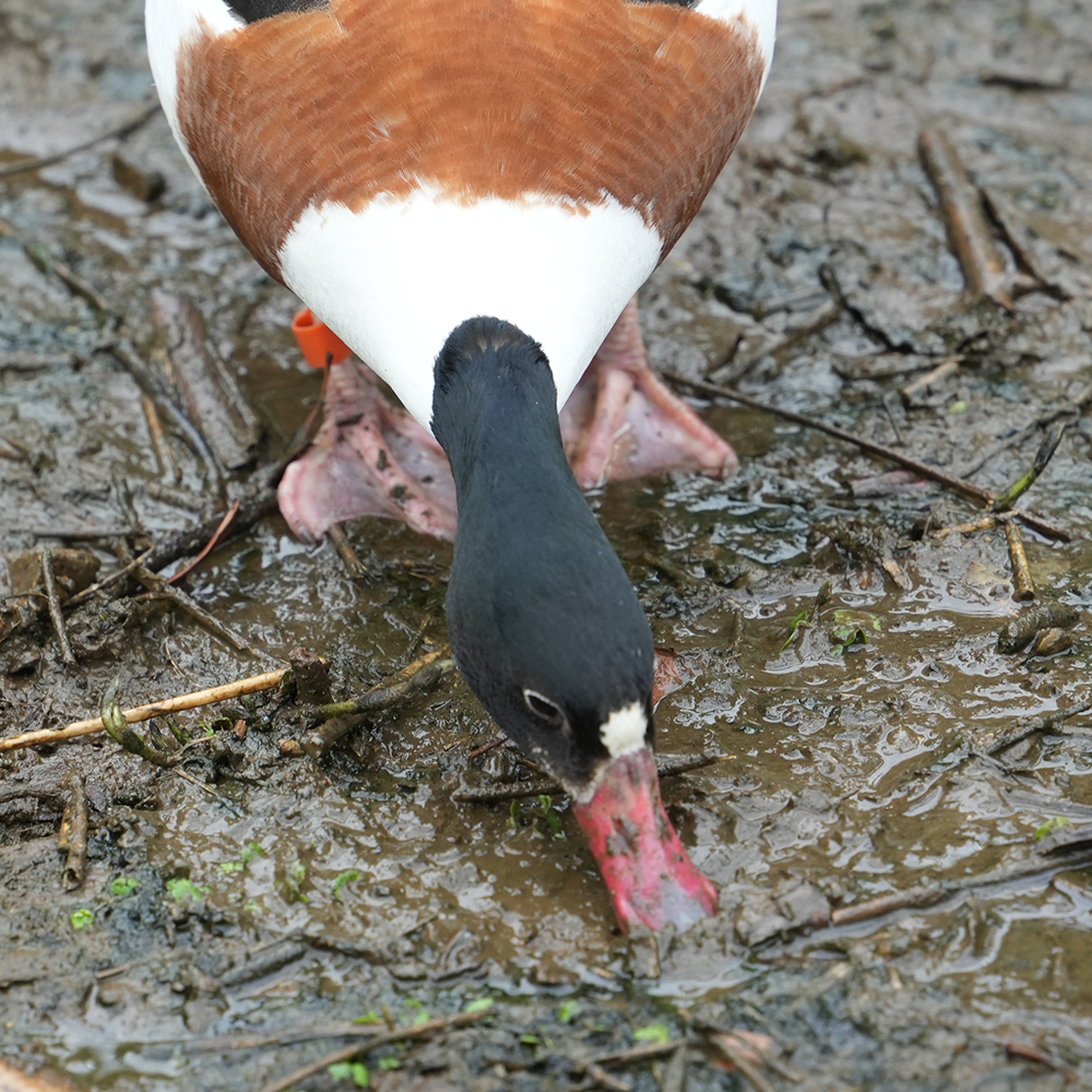 ツクシガモのくちばしと餌