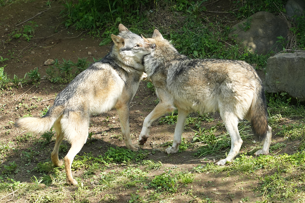 タイリクオオカミのコミュニケーション