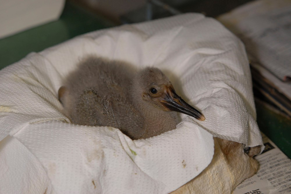 トキのヒナの色