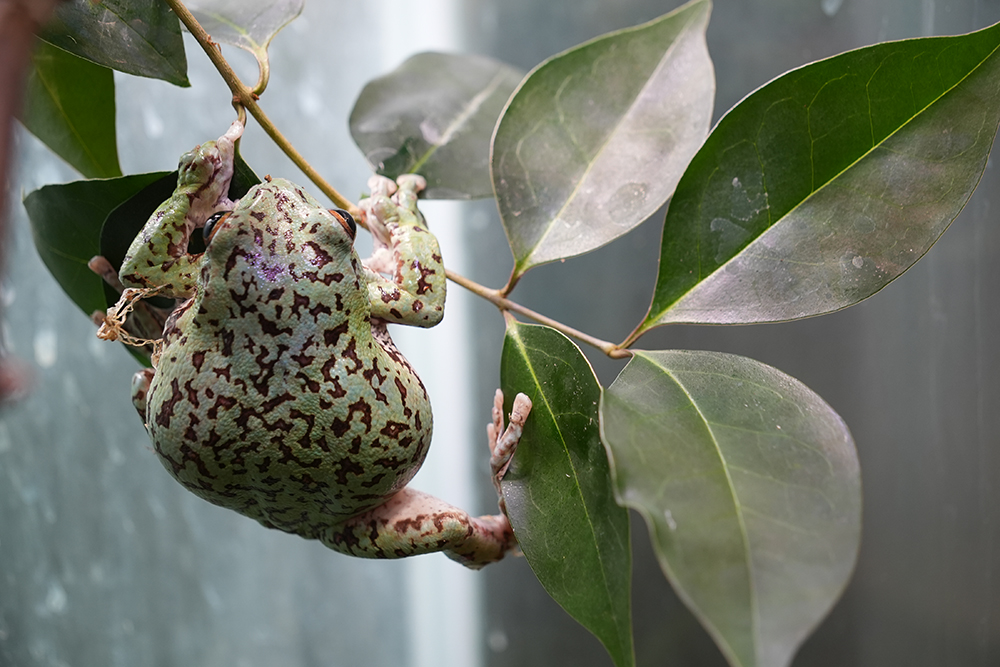 モリアオガエルの多摩動物公園での展示