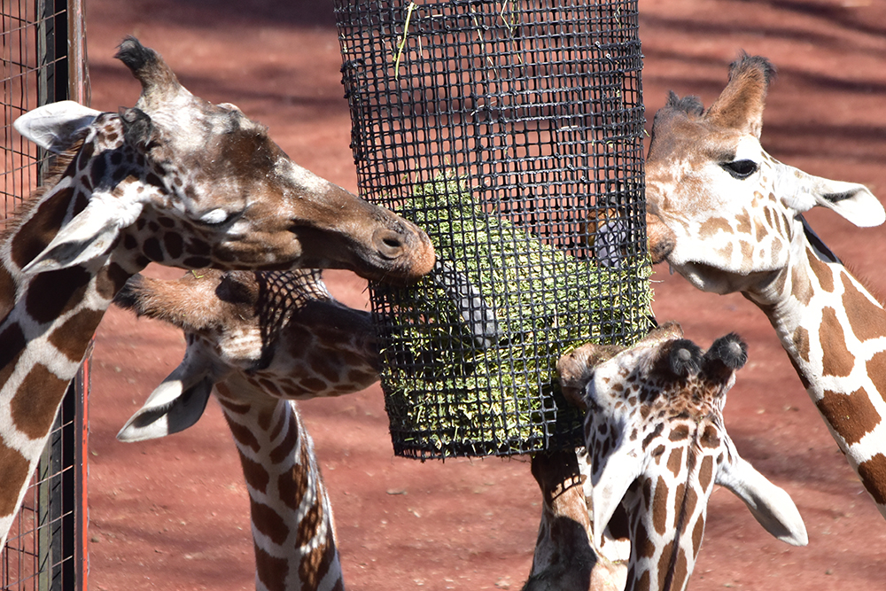 キリンの頭部の特徴