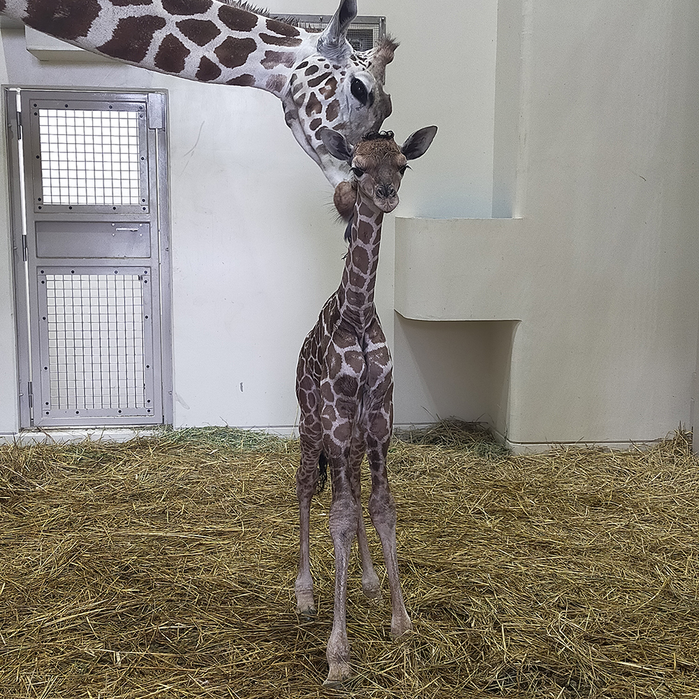 キリンの妊娠期間と出産