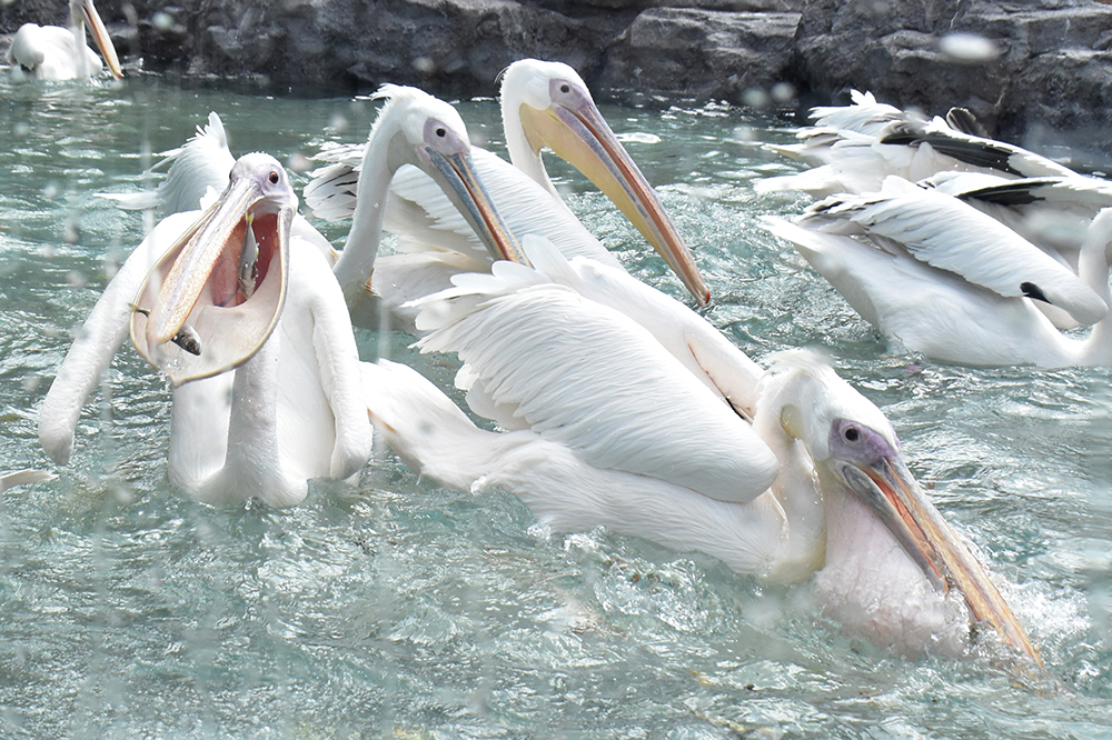 モモイロペリカンの大きなくちばし