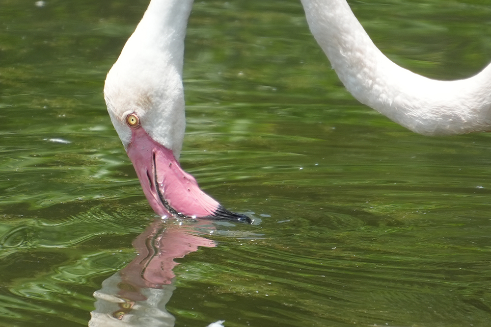 ヨーロッパフラミンゴのくちばし