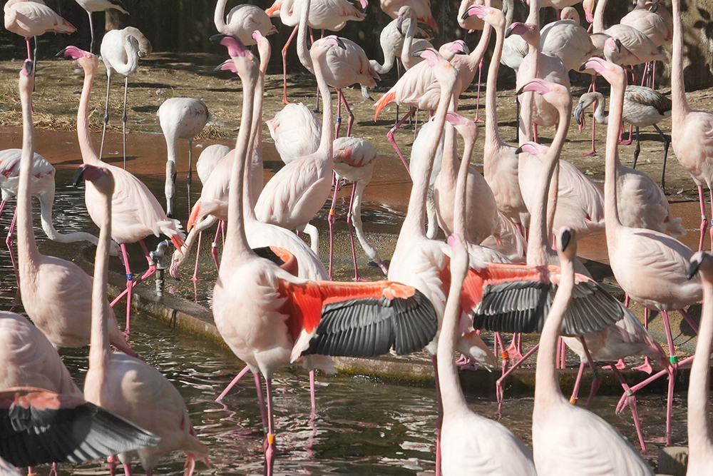ヨーロッパフラミンゴの繁殖行動