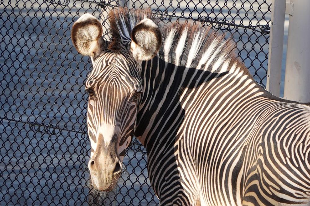 グレビーシマウマの耳