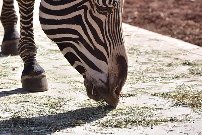 グレビーシマウマの口