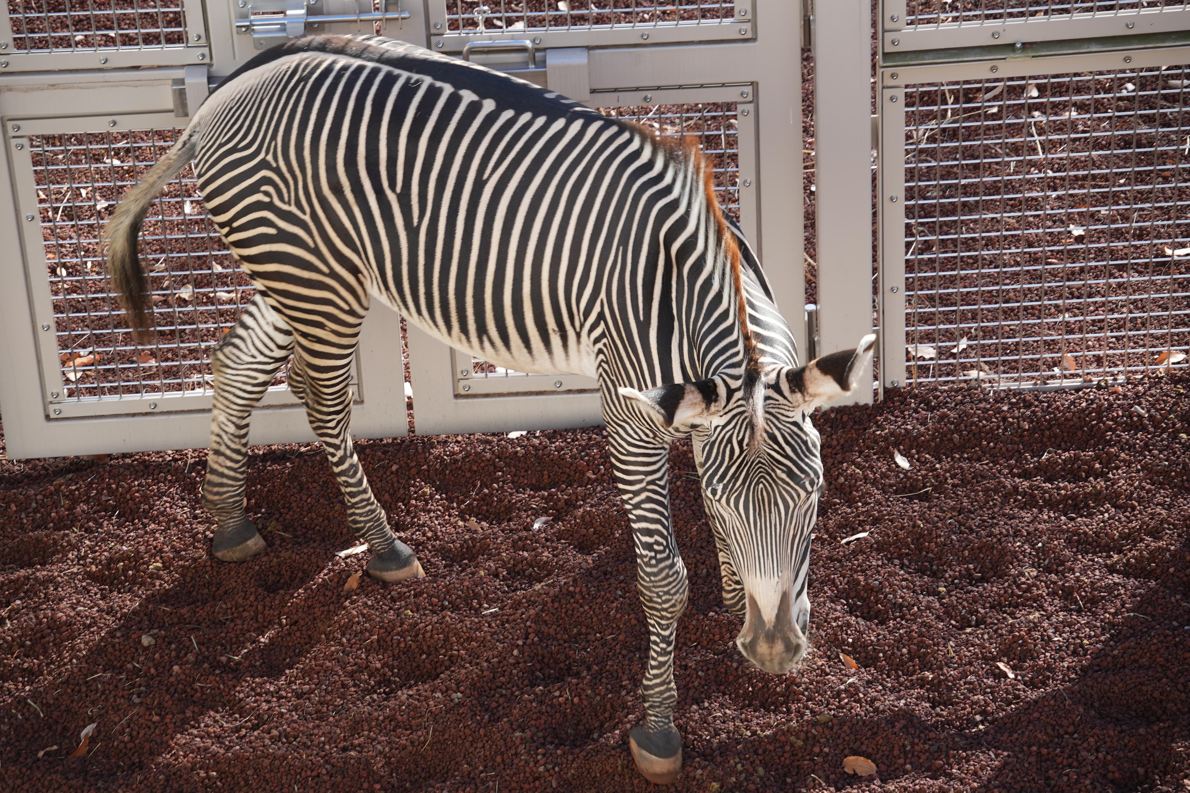 グレビーシマウマの縞模様