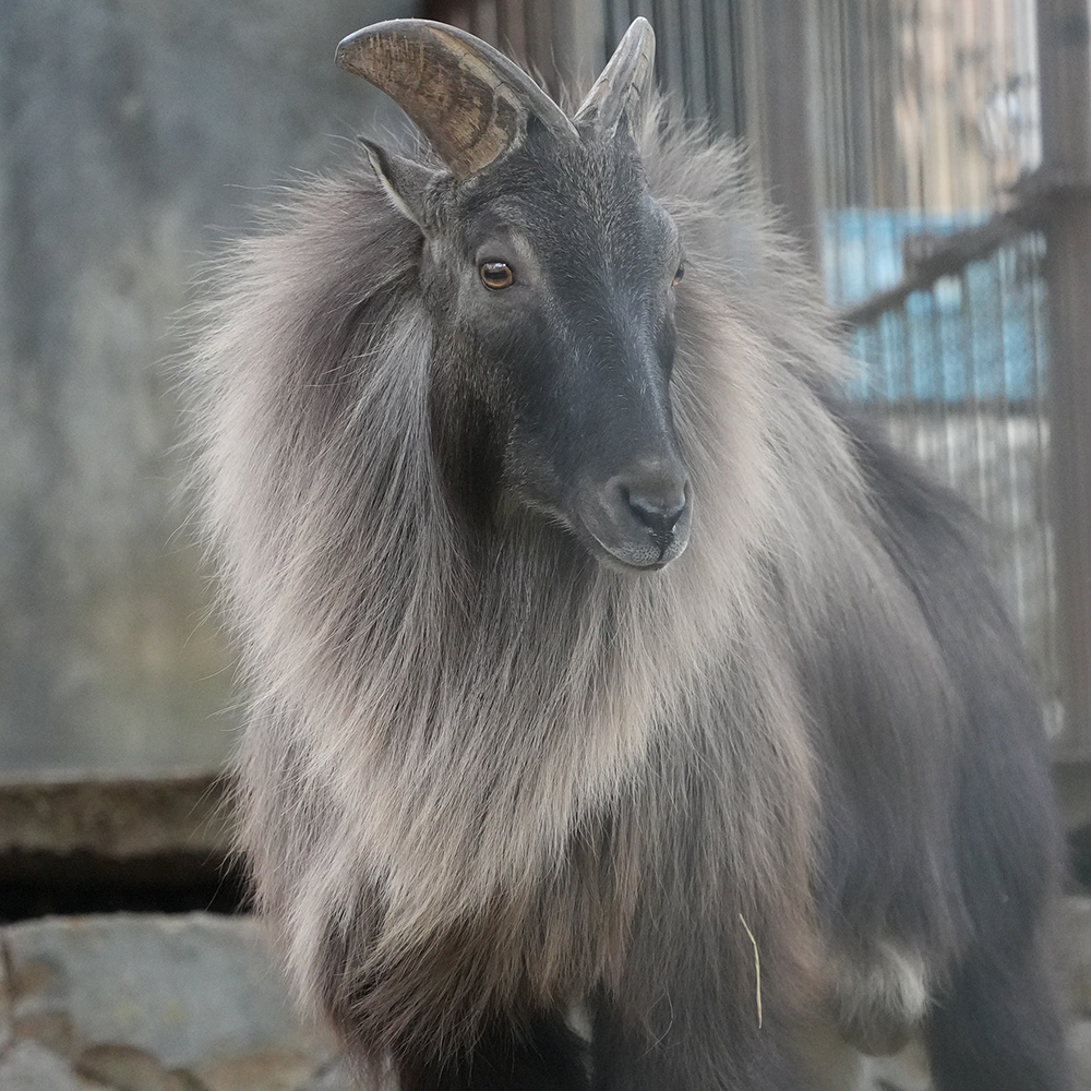 ヒマラヤタールのオスのたてがみ