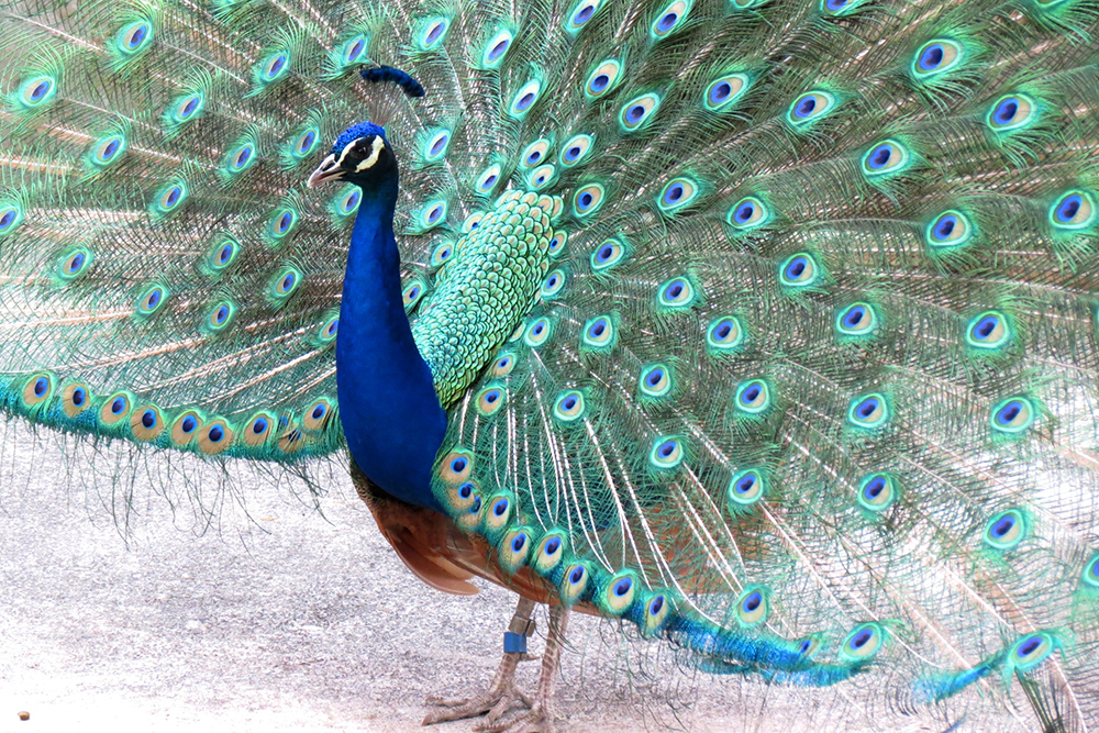 インドクジャクのオスの腰羽