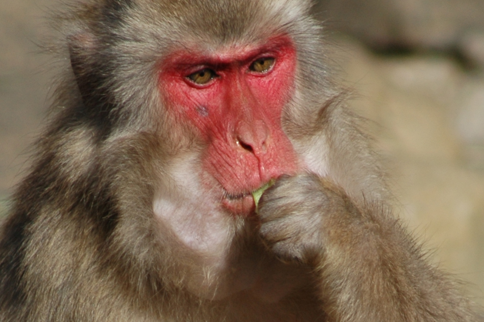 ニホンザルの頬袋