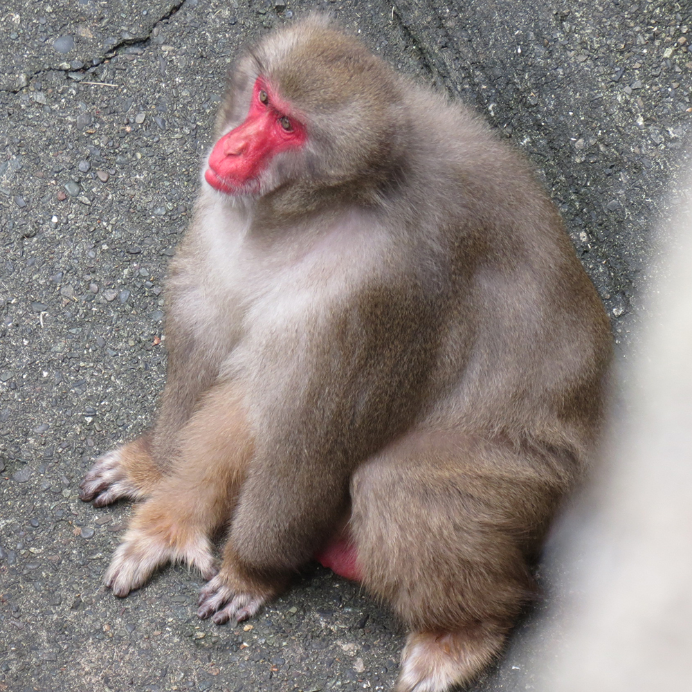 ニホンザルの赤い顔とお尻