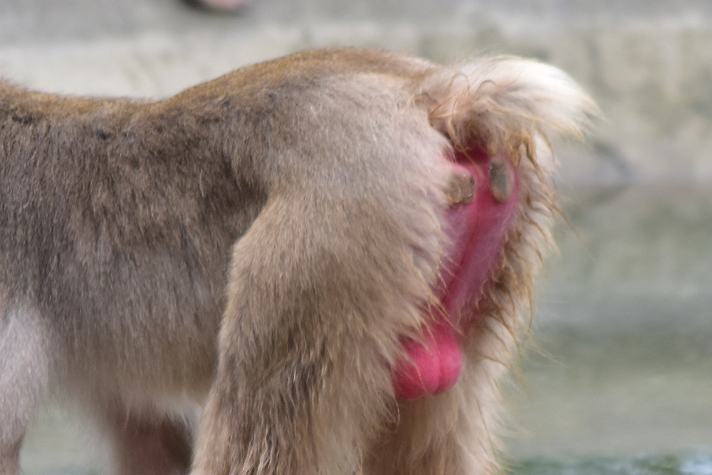 ニホンザルの短い尾