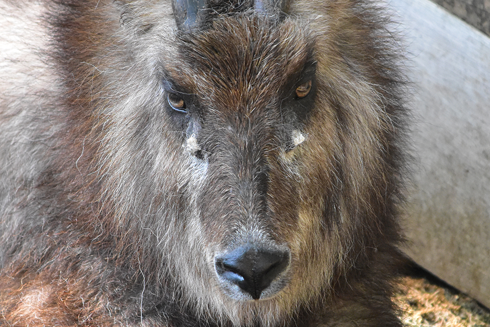 ニホンカモシカの目の下の匂いがする液が出る部分