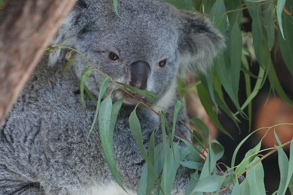 コアラが食べるユーカリの葉