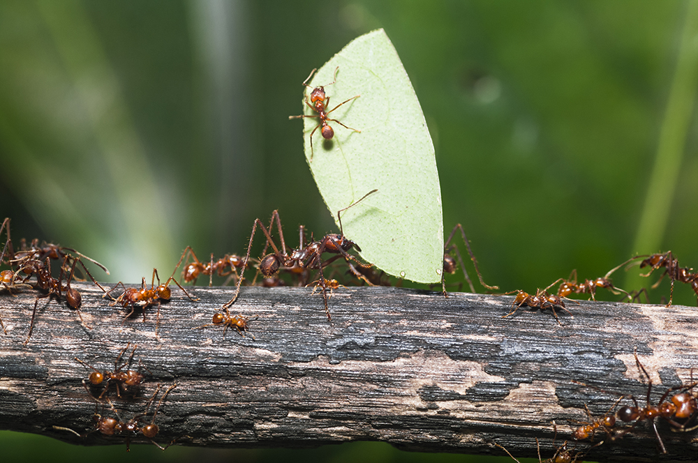 ハキリアリは体の大きさで分業