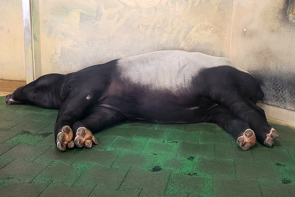 マレーバクの指の数