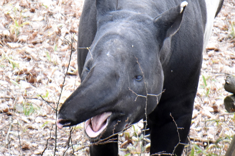 マレーバクの鼻