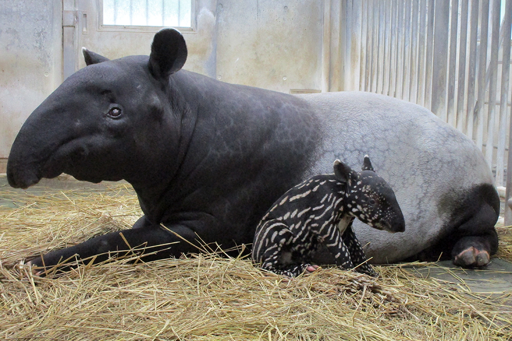 マレーバクの体の模様