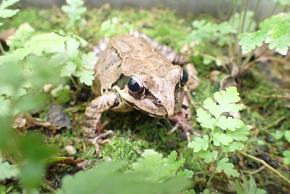 ヤマアカガエルの多摩動物公園での展示