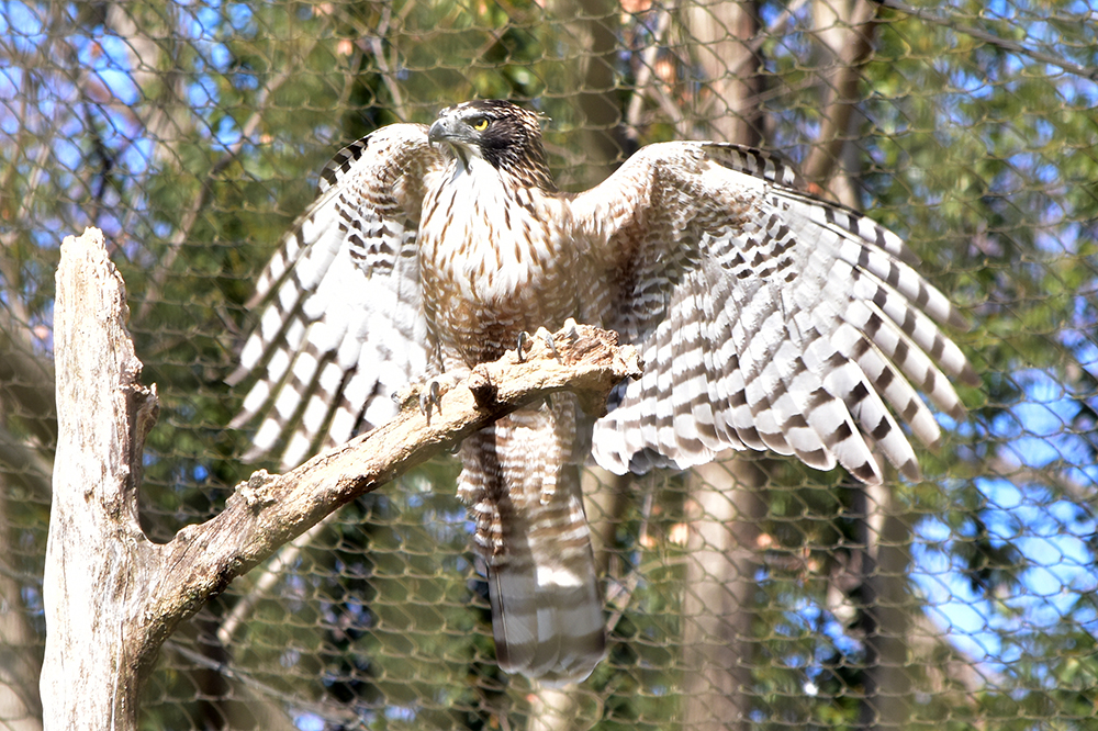 クマタカの狩りの方法