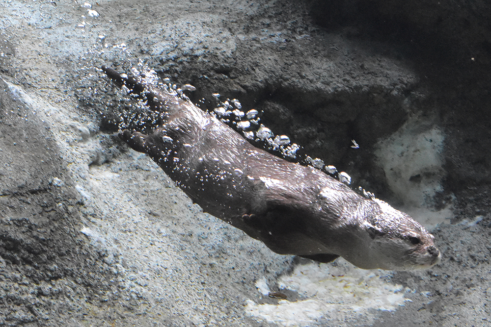 コツメカワウソの泳ぎに特化した体つき