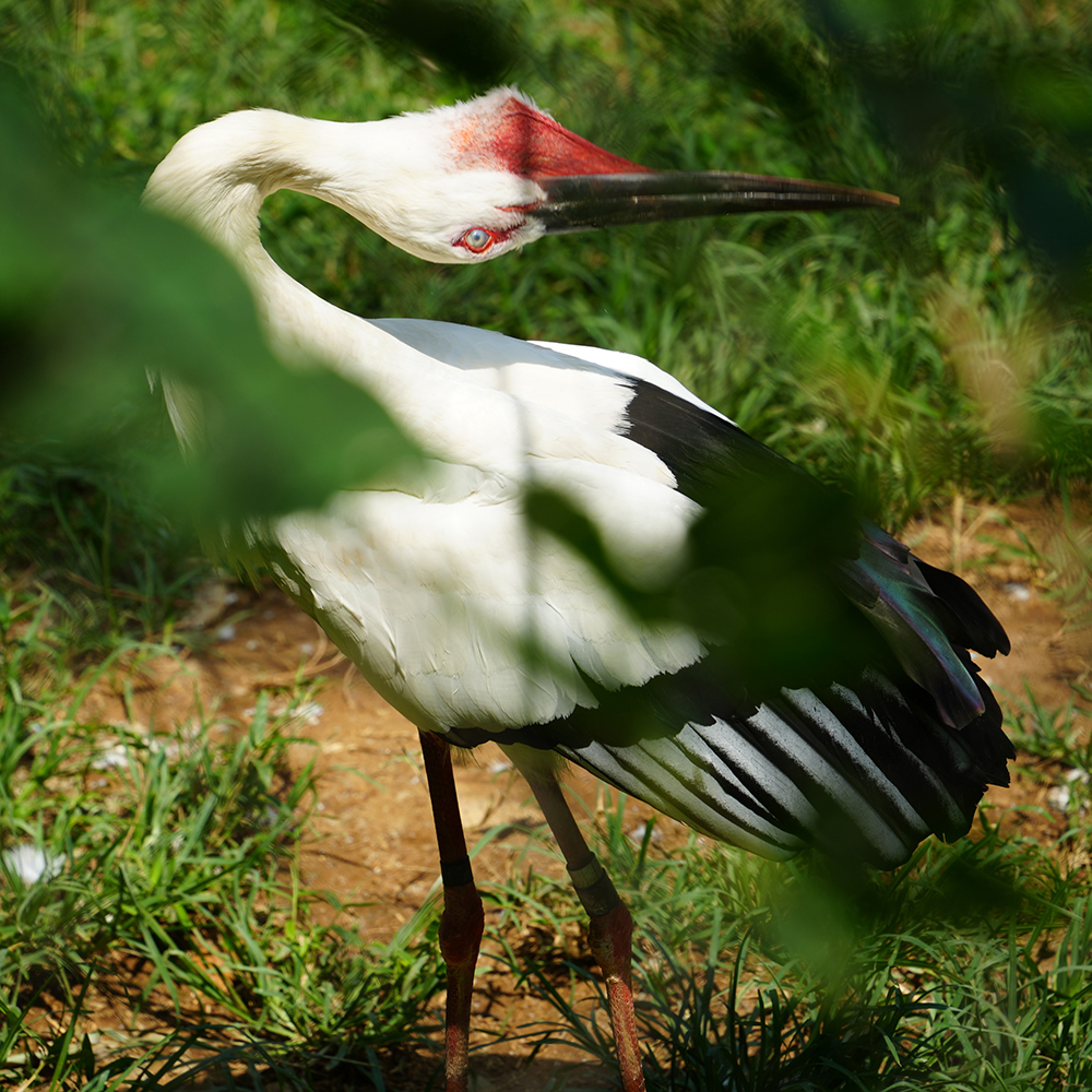 ニホンコウノトリのクラッタリング