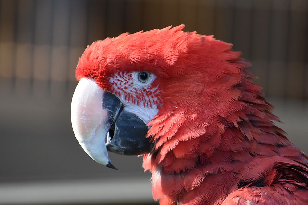 ベニコンゴウインコのクチバシ