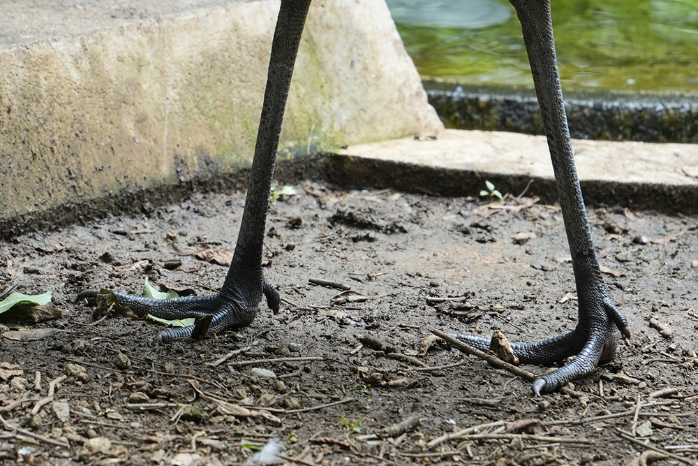 タンチョウの足の指