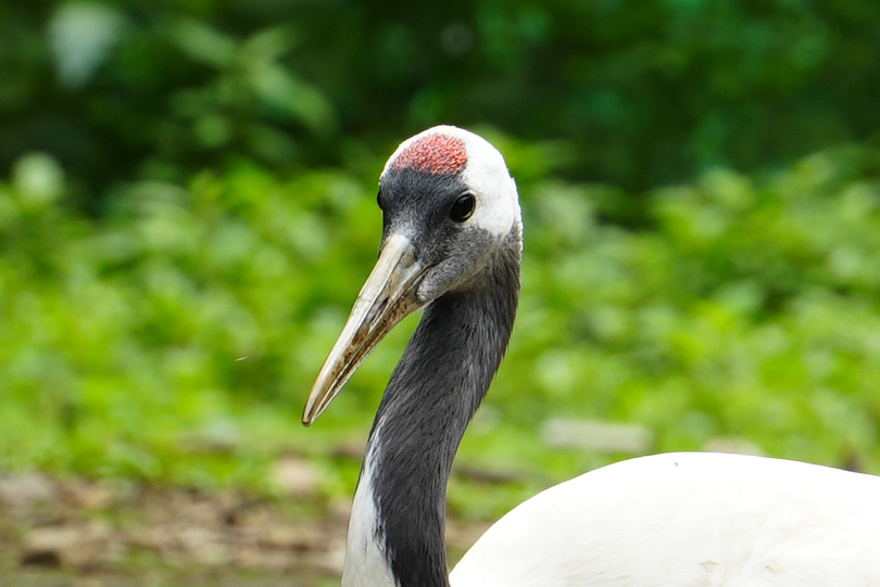 タンチョウの頭の赤い部分