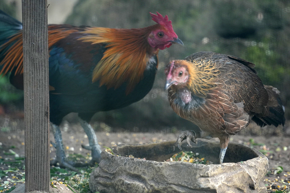 セキショクヤケイの雌雄の体色の違い