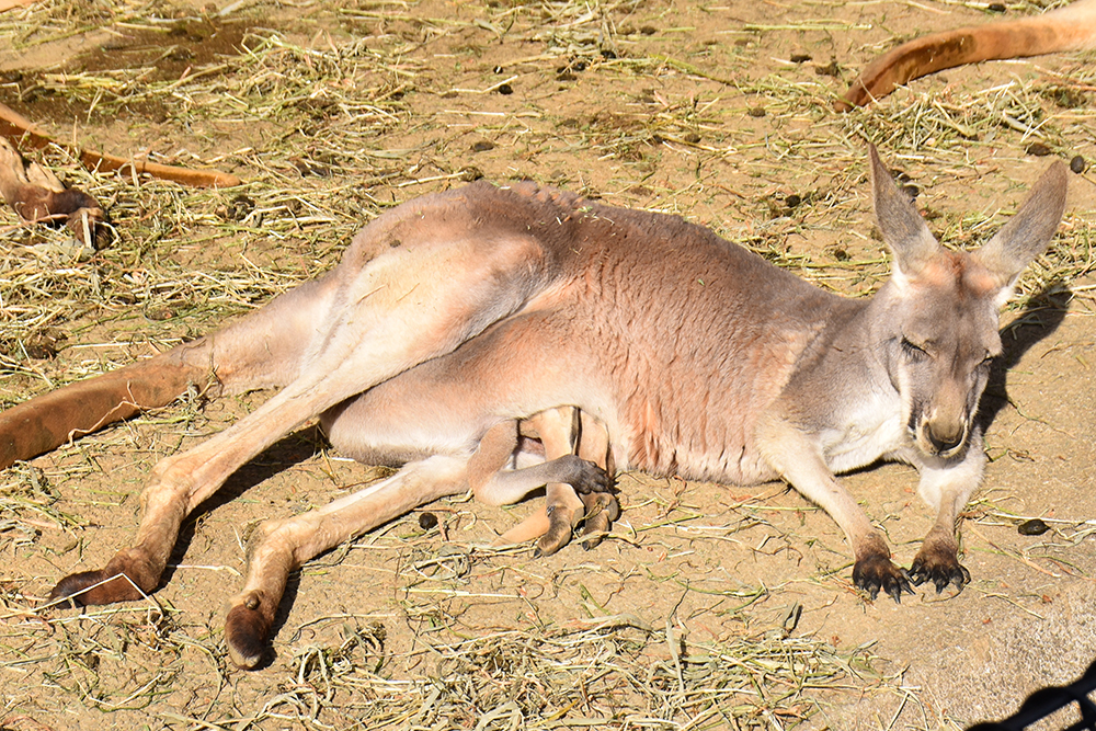アカカンガルーの前足と後ろ足