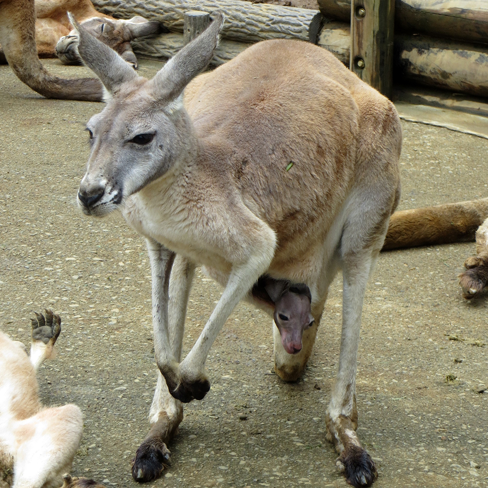 アカカンガルーの子の成長