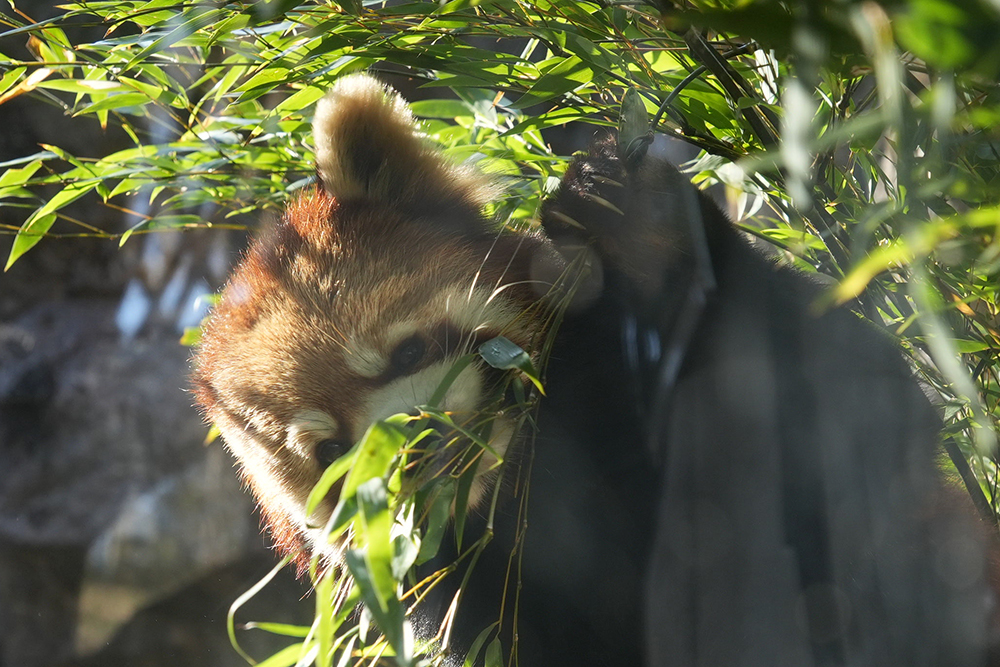レッサーパンダの第六の指
