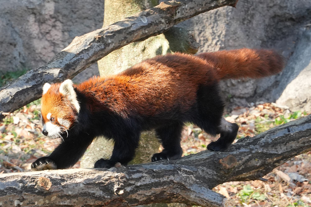 レッサーパンダの被毛